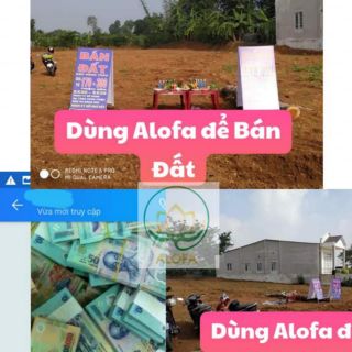 Bột thảo dược phong thủy alofa