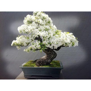chậu hoa Bạch Tuyết Mai (mã thiên hương)