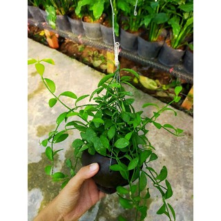 Combo 2 cây trồng trong gáo dừa