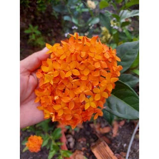 mẫu đơn mỹ cam