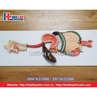 Mô Hình Hệ Tiêu Hóa Người
