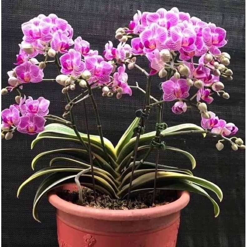 Lan hồ điệp lá biên  cây giao ảnh cuối