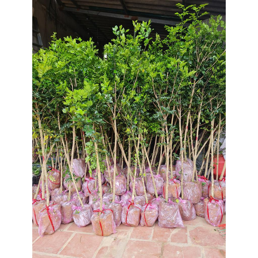 Cây nguyệt quế thoát thân cao 1.2 đến 1.5m , nguyệt quế bonsai