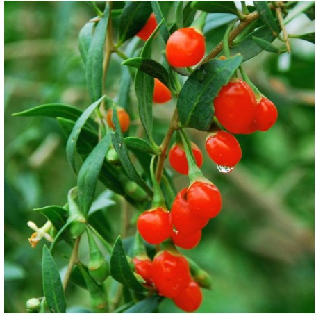 Cây giống Câu Kỷ Tử - Giống dược liệu chịu nhiệt dễ trồng, khoảng 1,5 năm cho trái.