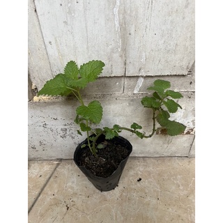 Chậu bạc hà (mint) size nhỏ các loại