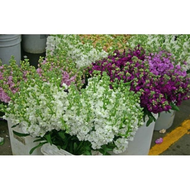 Hạt giống hoa Hoàng Anh nhiều màu(40-50hạt)