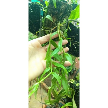 Combo 20kie  hoa lan nghệ tâm chỉ 99k