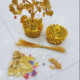 Cây tiền vàng.