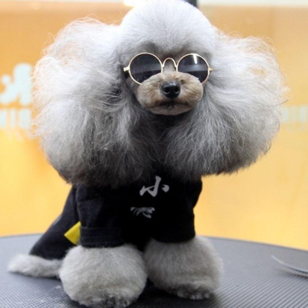 Mắt Kính Chụp Ảnh AUGUSTINA Nhiều Màu Dành Cho Thú Cưng