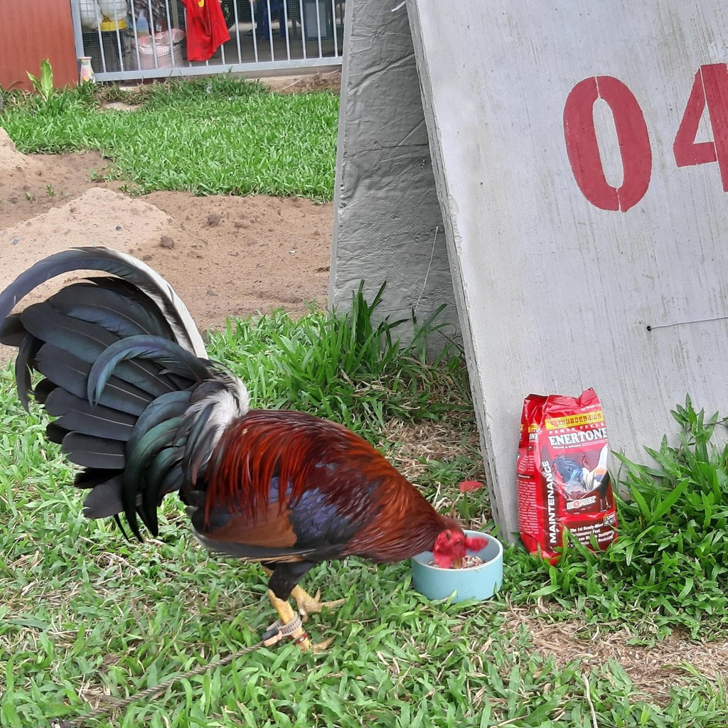 Cám Thunderbird Enertone dành cho gà đá (1kg) - PetFoodStore.