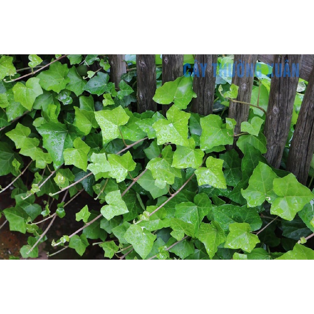 Hạt Giống Dây Thường Xuân (10 Hạt) - MUA 3 TẶNG 1 CÙNG LOẠI