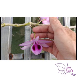 [ SIÊU HOT ] LAN PHI ĐIỆP - GIẢ HẠC TÍM HUẾ HÀNG ƯƠM KIE