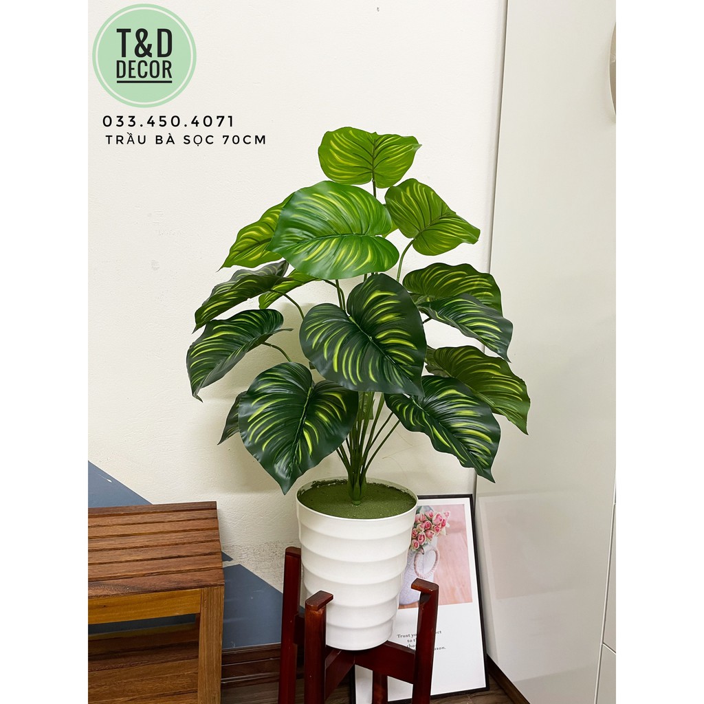 CÂY TRẦU BÀ SỌC 70CM- CÂY GIẢ