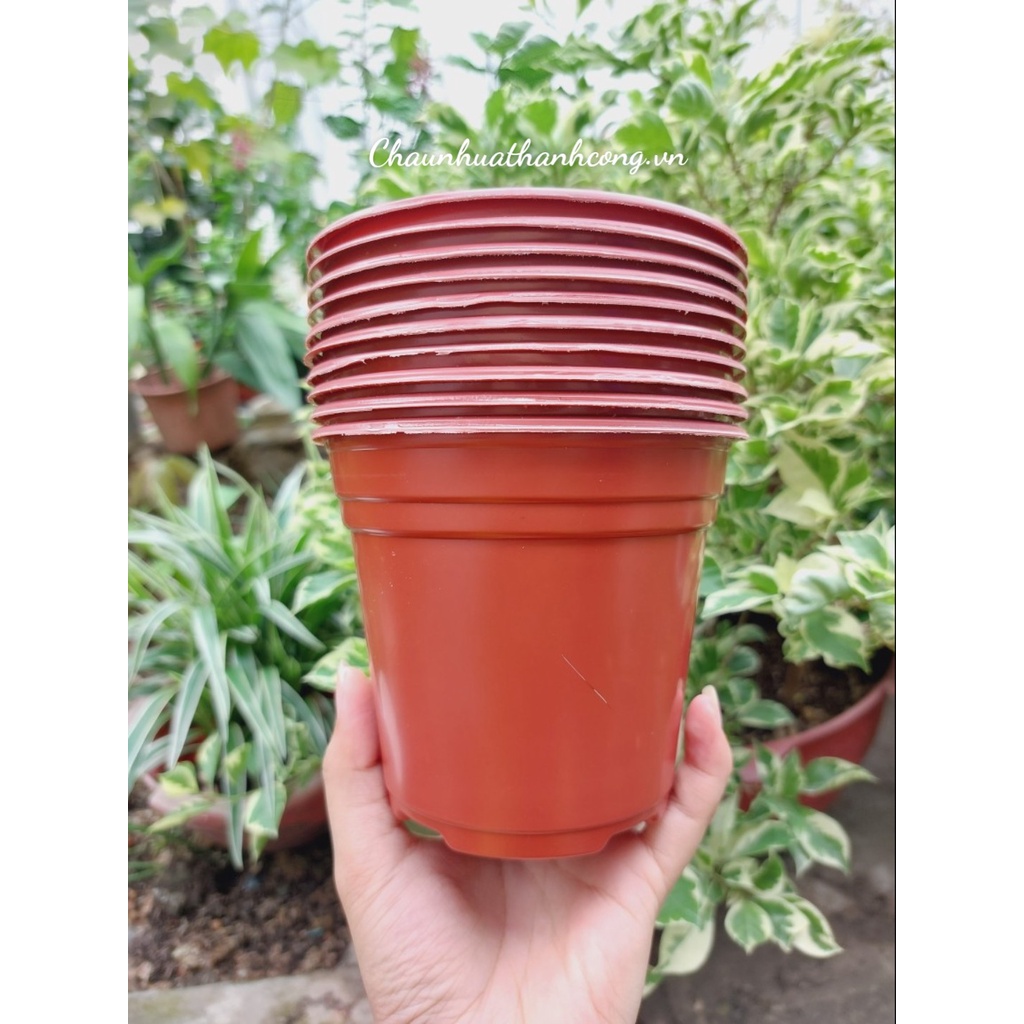 Combo 10 chậu nhựa 12x10,6cm trồng dâu tây, sen đá