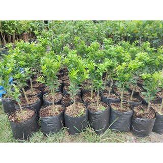 Cây Giống CAm NHật