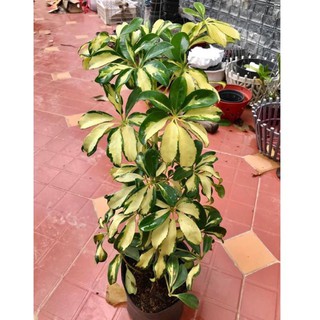 Cây ngũ gia bì cẩm thạch - đẹp y hình, cây phong thủy