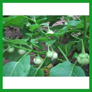 Hạt giống Cà Pháo