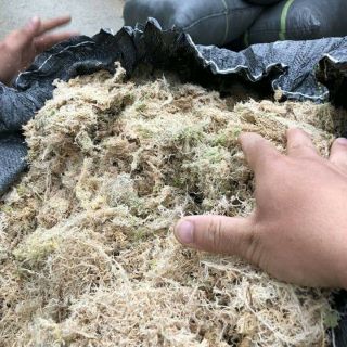 Rêu trắng chile,rông biển trắng trồng lan.giá thể trồng lan.1kg/250k
