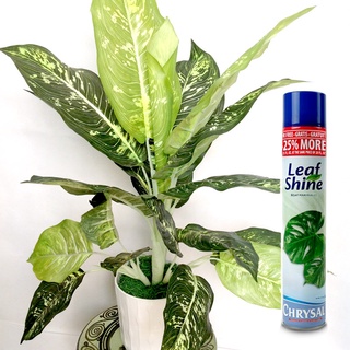 Chai Xịt Bóng Lá Leaf Shine 750ml