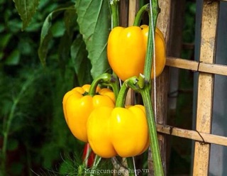 Hạt giống ớt chuông vàng
