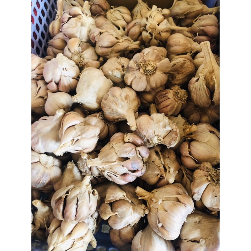 TỎI CỦ BẮC