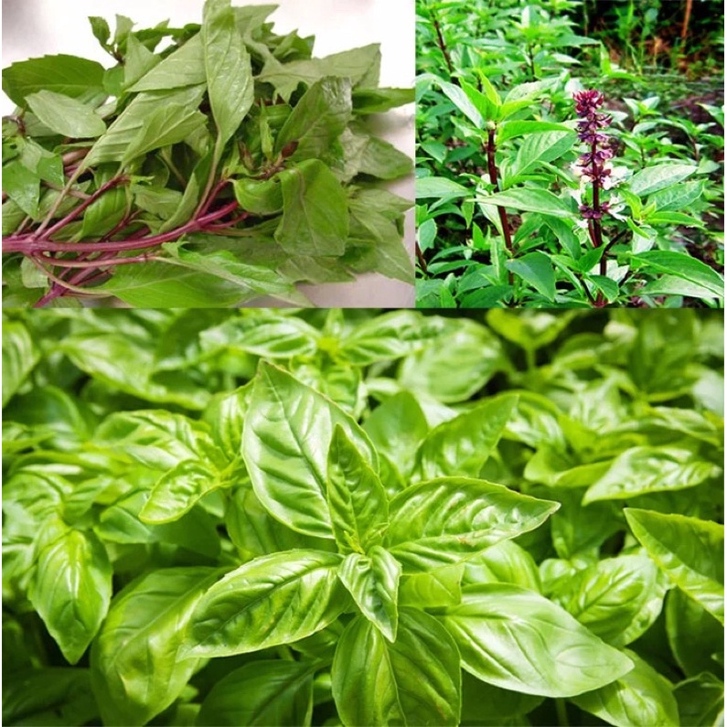 Gói hạt giống rau quế, sinh trưởng khoẻ, năng suất cao