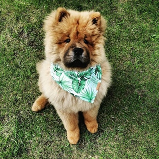 Yếm cổ Khăn cổ khăn choàng cổ cho thú cưng chó mèo đeo hằng ngày Noel tết  - loại cột