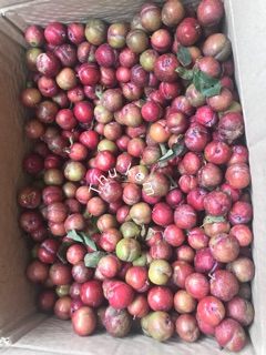 Mận hậu trái mùa