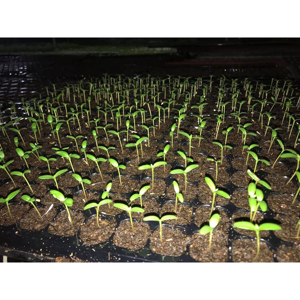 Khay ươm cây 128 lỗ