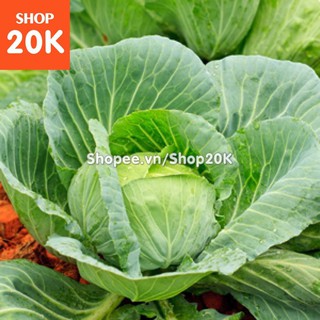 Đặc biệt Hạt giống Bắp cải xanh chất lượng
