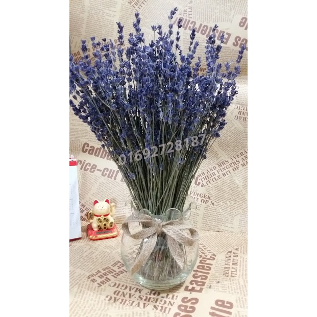Lọ hoa oải hương 300 - 350 cành