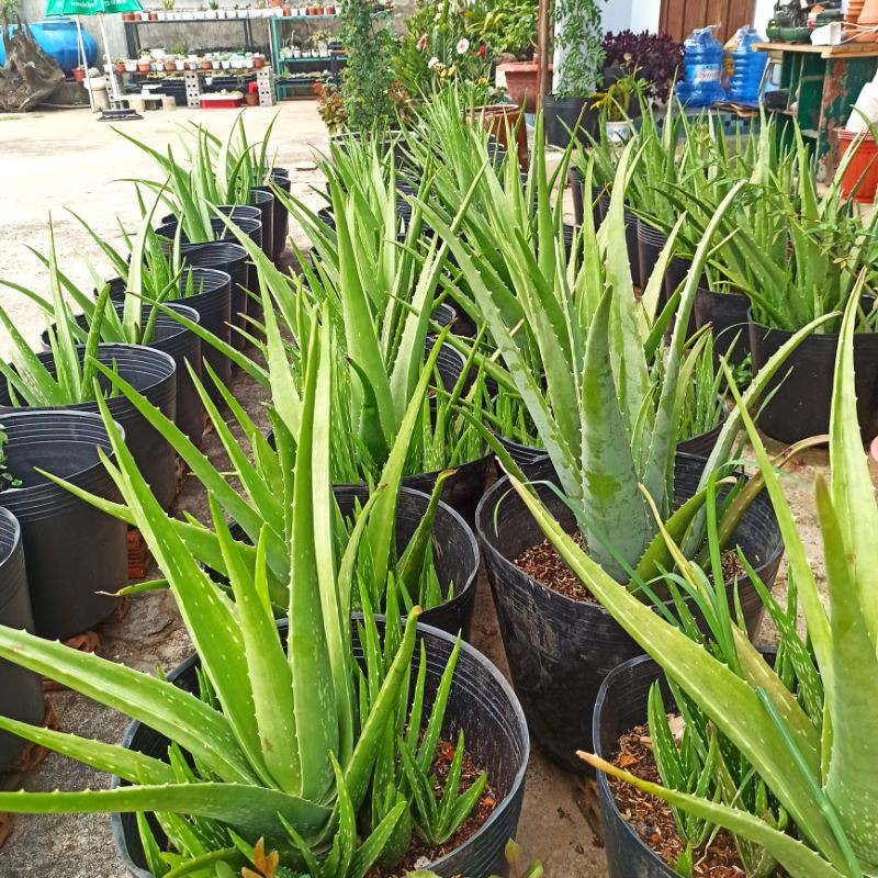Cây giống nha đam Thái cao 15-30cm. Đọc mô tả nha