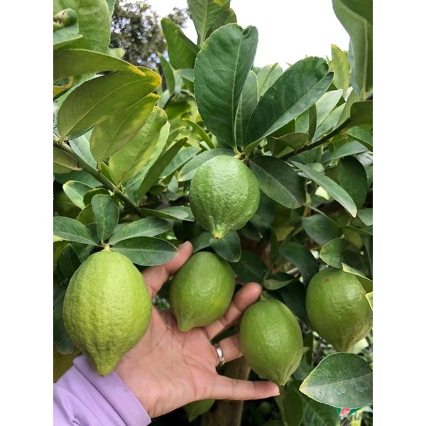 chanh vàng mĩ cây giống