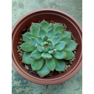 Sen đá bánh bao lửa size 12cm