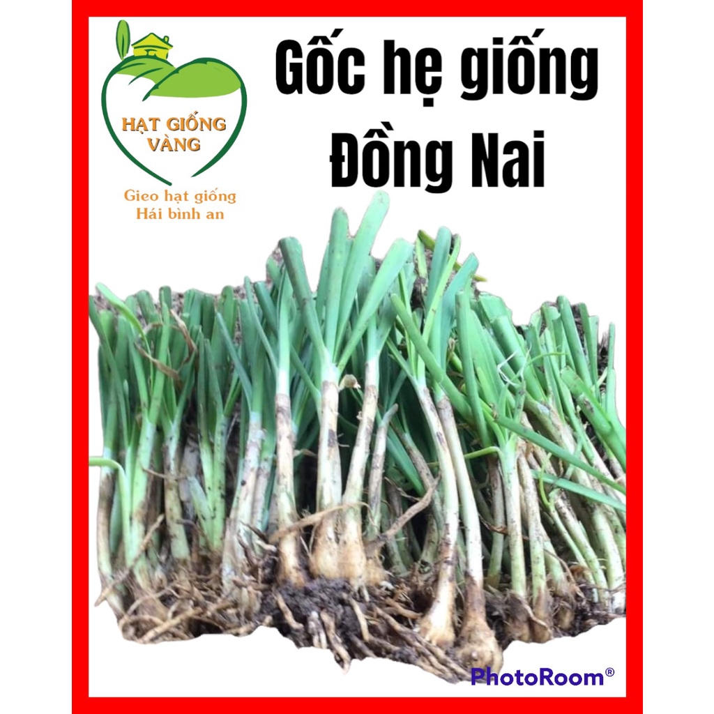 Củ hẹ giống Đồng Nai dễ trồng, dễ chăm sóc