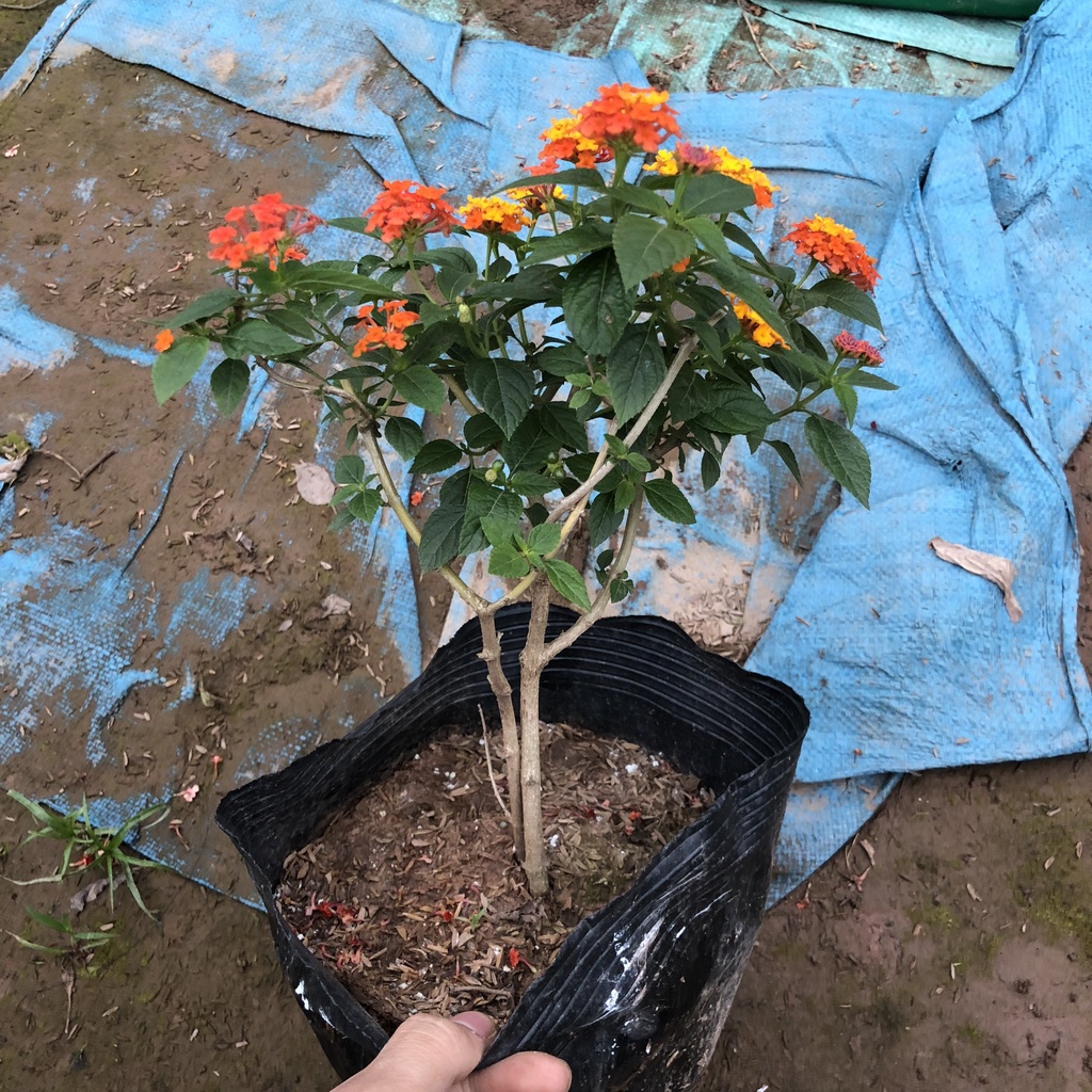 Cây ngũ sắc - ngũ sắc đứng cao 20cm màu vàng cam trang trí sân vườn tiểu cảnh hồ cá