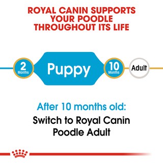 Thức Ăn Cho Chó Poodle trưởng thành -Hạt Royal Canin Poodle Adult