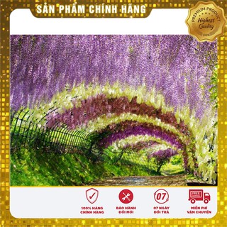 -30% COMBO 05 LOẠI HOA LEO GIÀN SIÊU ĐẸP