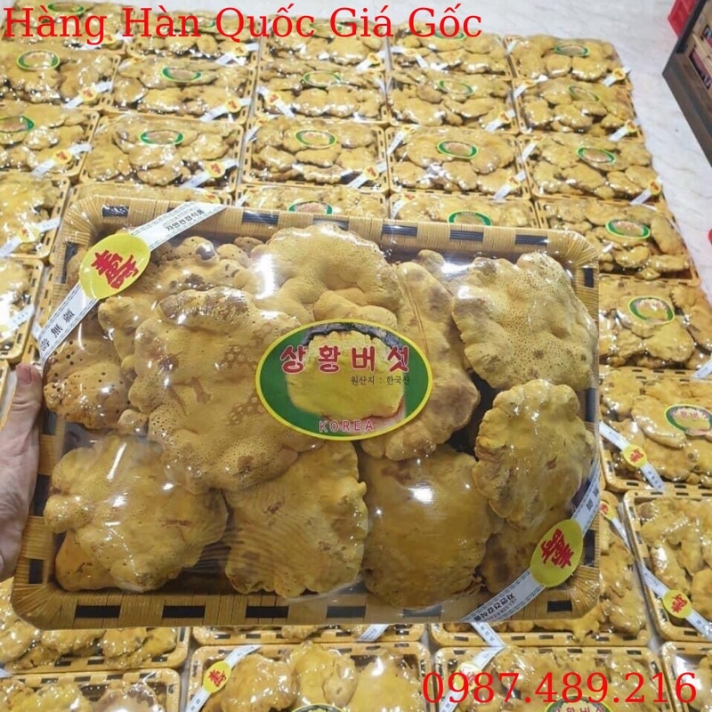 Nấm Thượng Hoàng Vàng Cao Cấp Hàn Quốc, Khay 500g
