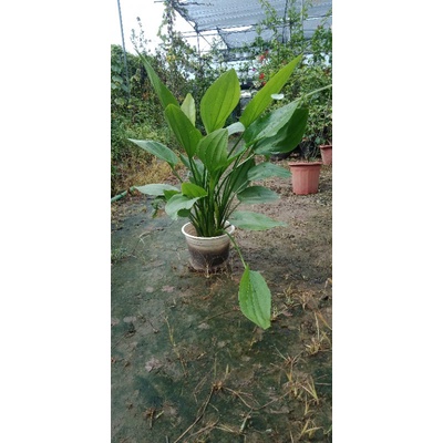 Cây hoa bách thủy tiên đơn