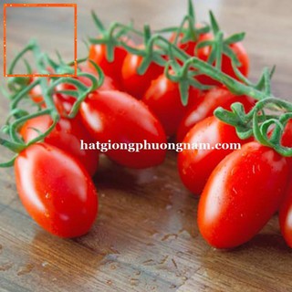 20H - HẠT GIỐNG CÀ CHUA CHERRY ĐỎ Hạt Giống Nông Trại Xanh
