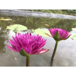 Hoa súng Khaohonsorn.