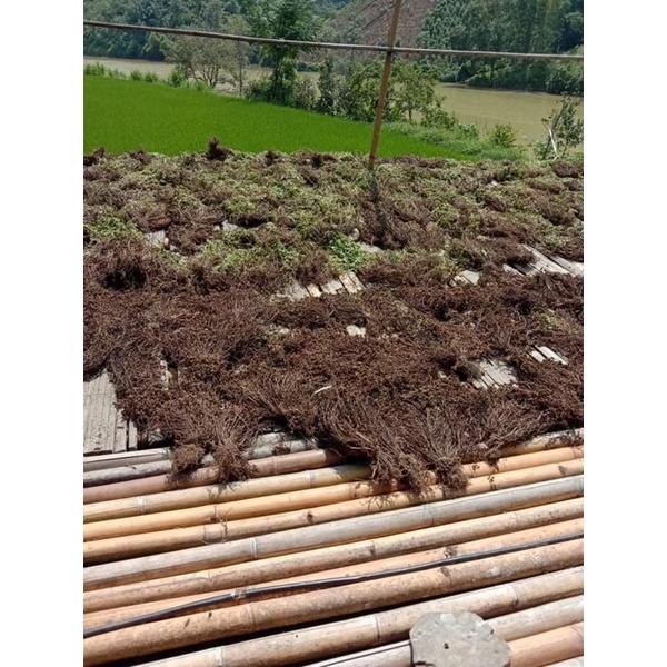 CÂY THẠCH ĐEN CAO BẰNG 500g