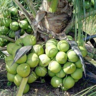 Combo 2 cây dừa xiêm Cao sản