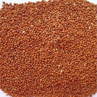 1kg Hạt kê đỏ size nhỏ