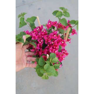Chậu cây hoa Giấy màu đỏ