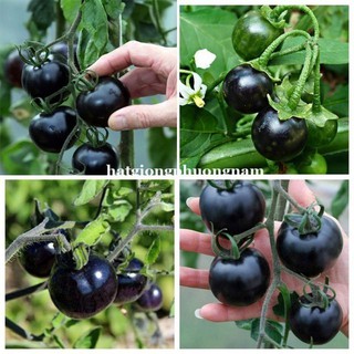 Hạt giống cà chua bi đen 30 hạt