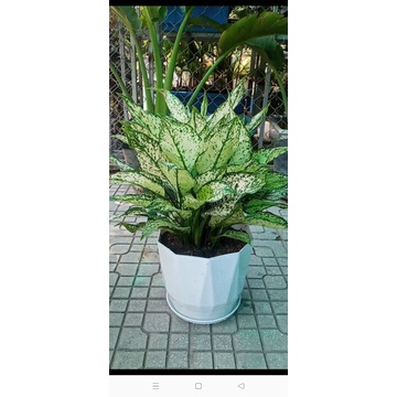 Combo 2 chậu nhựa có đĩa 20*19