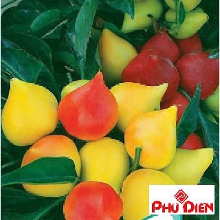 20 Hạt giống ớt bàn đào mix màu  PHÚ ĐIỀN