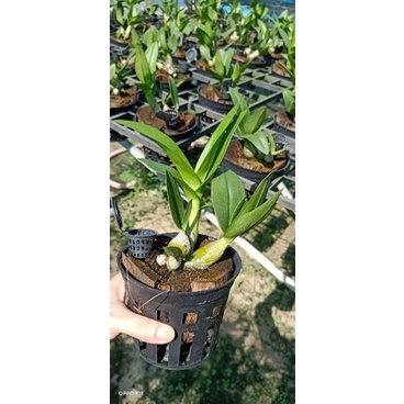 Denro mini trắng họng tím đứng ngọn sắp hoa